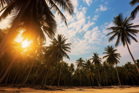 热带地区夏季沙滩的美丽景观图片