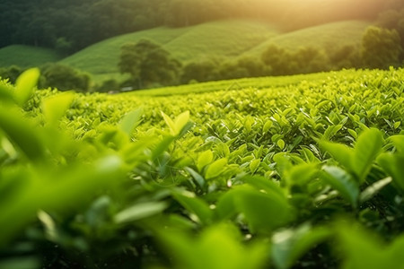 种植了很多茶叶的茶园图片