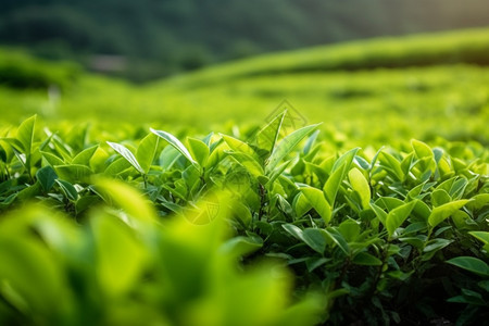 郁郁葱葱的茶园背景图片