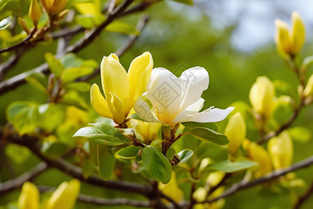 公园树叶开花花瓣图片