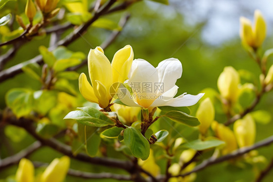 公园树叶开花花瓣图片