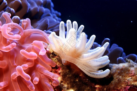 水下海洋珊瑚礁图片