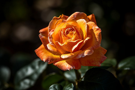 高山玫瑰橙色美丽的玫瑰背景