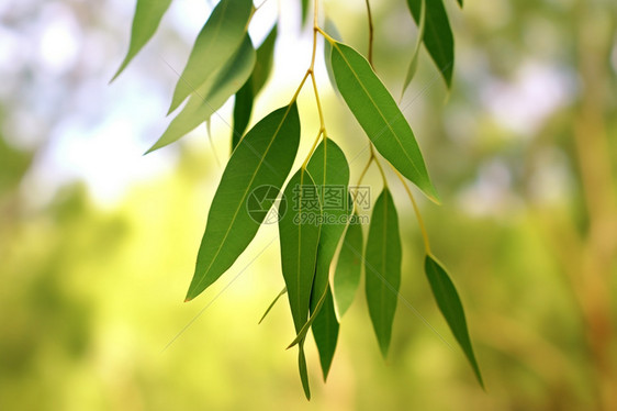 枝繁叶茂的桉树图片