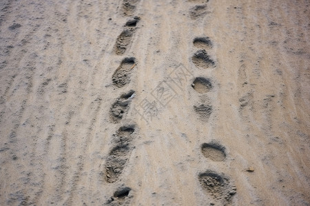 泥土上的狗爪印图片