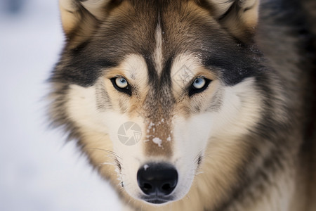 灰狼野生动物图片