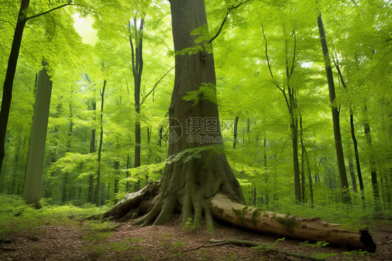 夏季神秘的原始森林图片