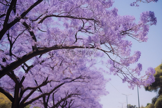 春天公园美丽紫色花园图片