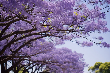 春天公园紫色美丽花园图片