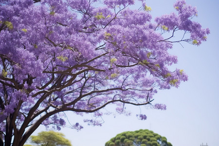 公园春天美丽紫色花园图片