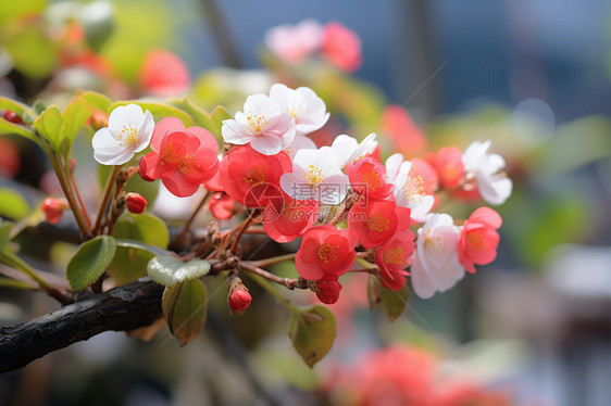 艳丽的海棠花图片