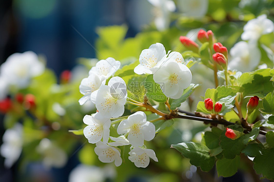 树枝上白色的海棠花图片