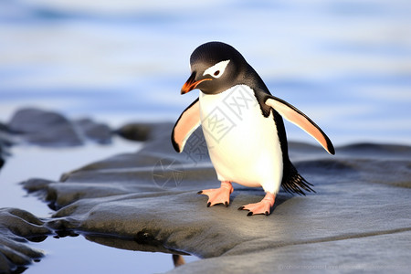 海边的小企鹅图片