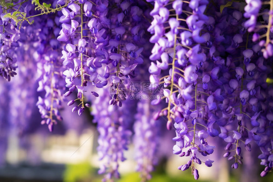夏天美丽的紫藤花朵图片
