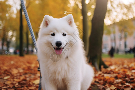 草地上可爱的萨摩犬图片