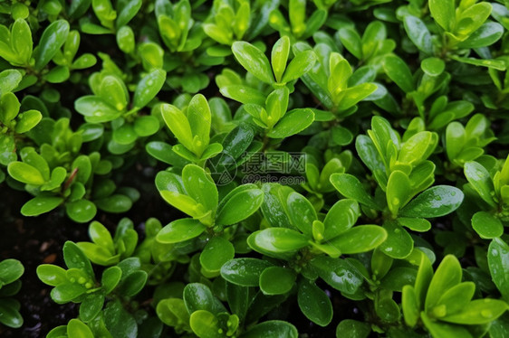 落满雨滴的绿色植物图片