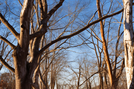 冬季户外光秃秃的灌木树图片
