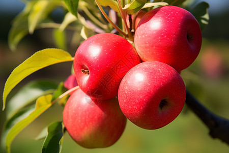健康红色苹果图片