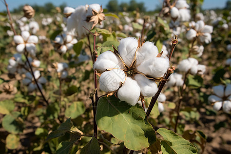 农村棉花种植基地背景图片