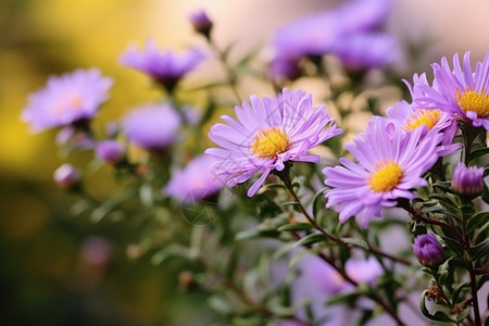 生机勃勃的紫色小雏菊图片