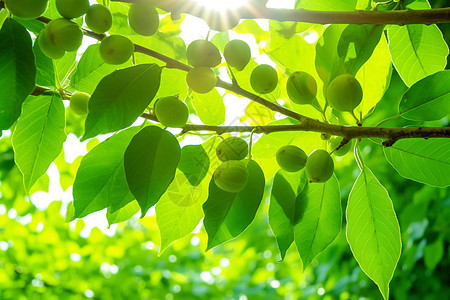 夏季核桃种植果园图片