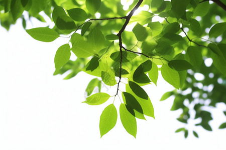 夏天树木上的绿叶背景图片