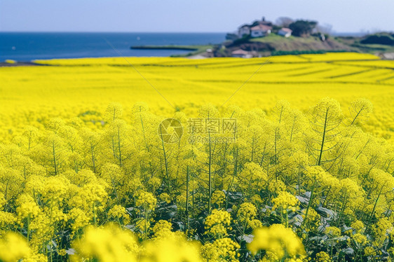 美丽的油菜花田图片