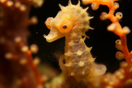 水族馆的海马图片