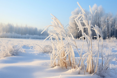 白雪皑皑的雪地图片