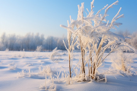 寒冷的雪地图片