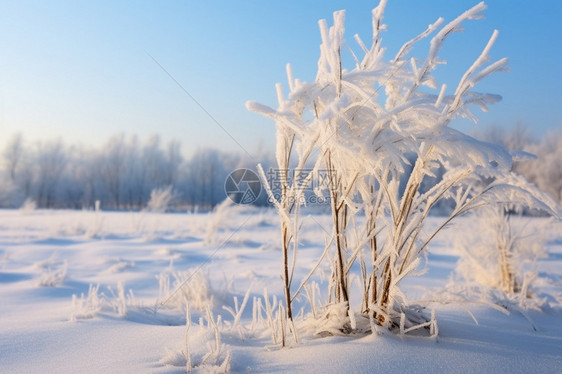 寒冷的雪地图片