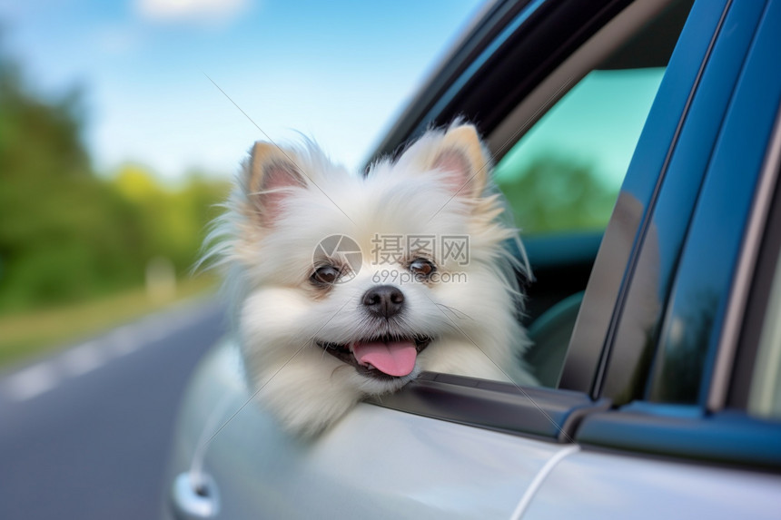 汽车内户外出游的小狗图片