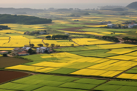 黄绿的农田图片