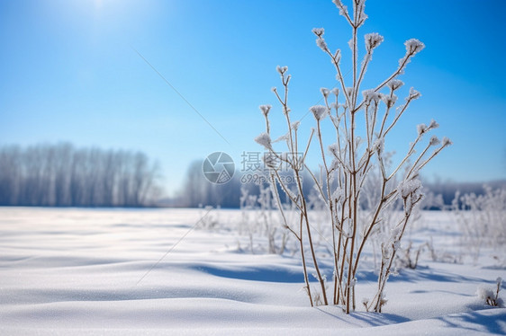 亮白的雪地图片