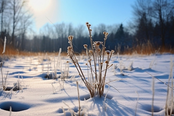 枯萎的雪地图片