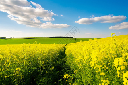 黄色花田夏季农村的油菜花田景观背景