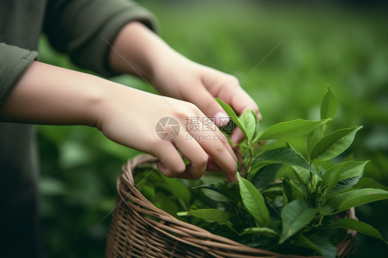 鲜嫩的茶叶图片