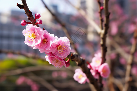 小小的梅花图片