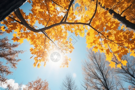 阳光下的银杏树叶图片