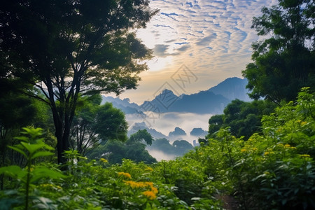 广大的热带雨林图片