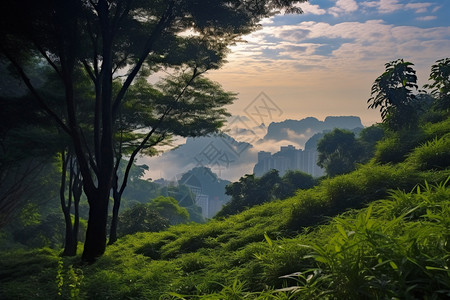 茂盛的热带雨林背景图片