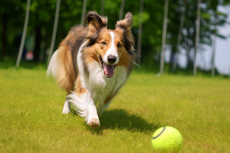 跑步的牧羊犬图片