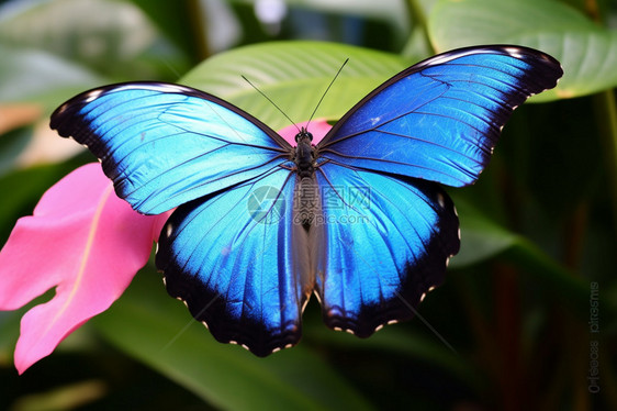 蓝色的蝴蝶图片