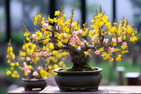 花盆里的图片