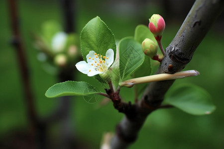 翠绿的苹果花图片