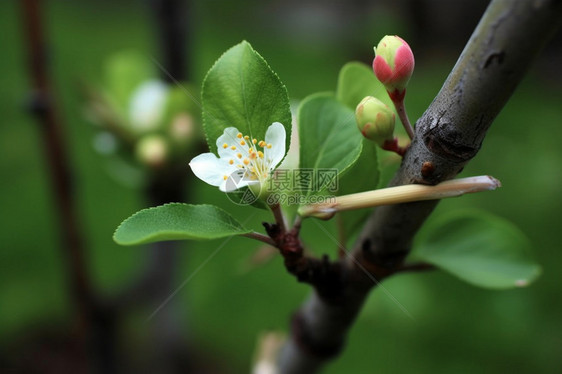 翠绿的苹果花图片