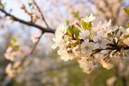 桃花盛开的季节图片