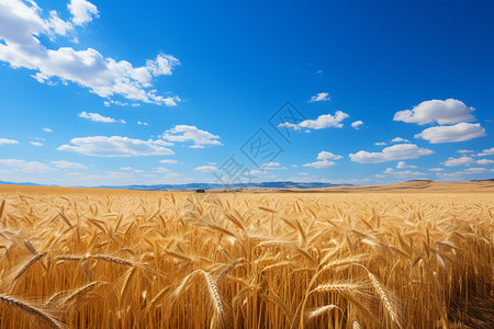 小麦生长蓝天下的麦田背景