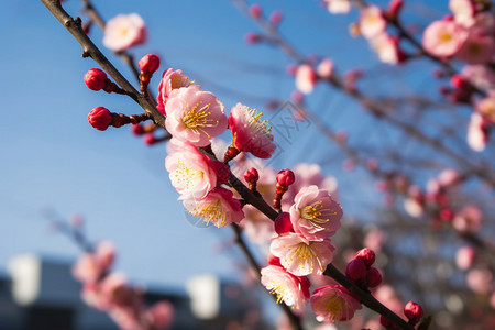 高清樱花素材花瓣的高清特写背景