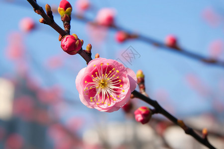 枝头上的花朵背景图片